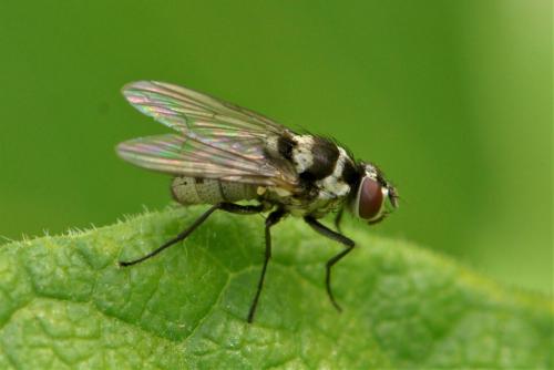 Réf. 264 339 : Limnophora obsignata